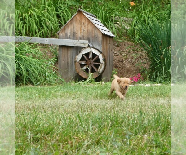 Medium Photo #3 Golden Retriever Puppy For Sale in WOLCOTT, VT, USA