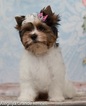 Small Photo #5 Biewer Terrier Puppy For Sale in CULLOWHEE, NC, USA