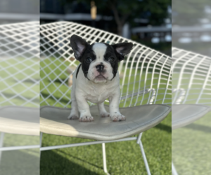 French Bulldog Puppy for sale in LOS ALTOS, CA, USA