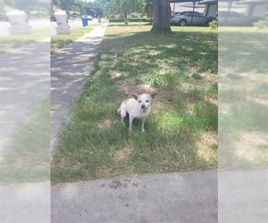 Chihuahua-Unknown Mix Dogs for adoption in San Antonio, TX, USA