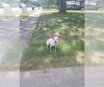 Small Chihuahua Mix