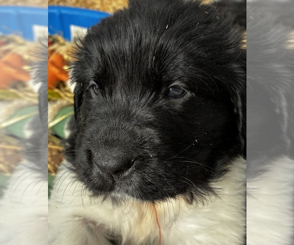 Medium Photo #1 Newfoundland Puppy For Sale in SAXTONS RIVER, VT, USA