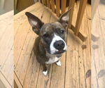 Small #1 American Pit Bull Terrier