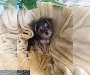 Yorkshire Terrier Puppy for sale in WARREN, MI, USA