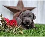 Small Photo #6 Labrador Retriever Puppy For Sale in LANCASTER, PA, USA