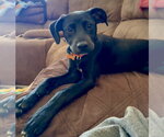 Small #7 Labrador Retriever Mix