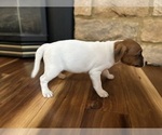 Small Photo #8 Jack Russell Terrier Puppy For Sale in CANNON FALLS, MN, USA