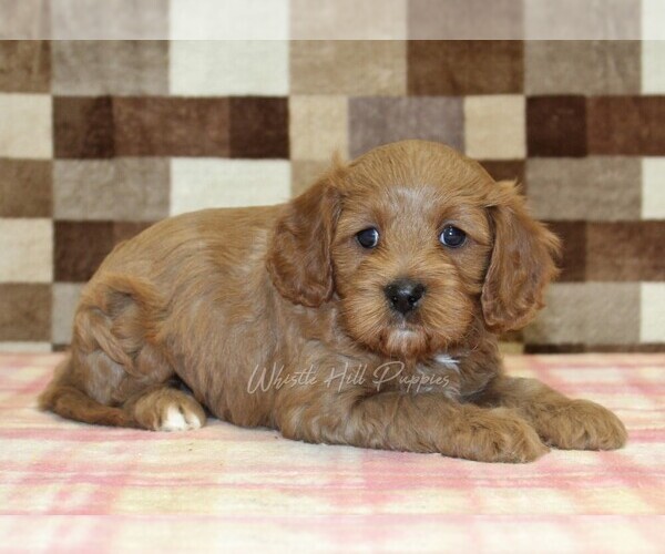 Medium Photo #2 Cavapoo (Miniature) Puppy For Sale in DENVER, PA, USA