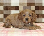 Small #1 Cavapoo (Miniature)