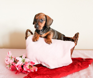 Dachshund Puppy for sale in WILLARD, OH, USA