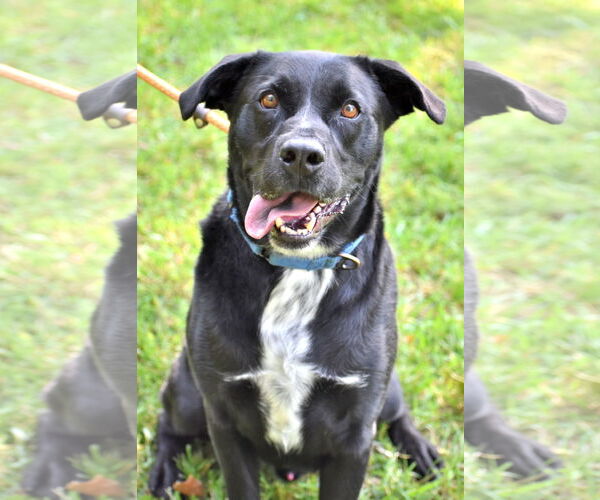 Medium Photo #10 Labrador Retriever-Unknown Mix Puppy For Sale in Rockaway, NJ, USA