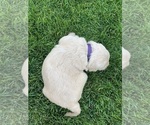 Puppy 7 English Cream Golden Retriever-Poodle (Miniature) Mix