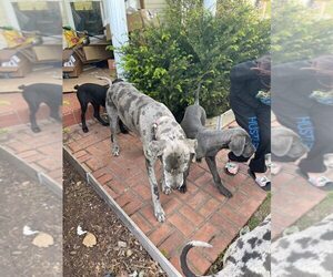 Great Dane Puppy for sale in SCOTTSVILLE, KY, USA