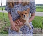 Small #4 Pembroke Welsh Corgi