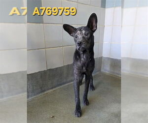 Labrador Retriever-Unknown Mix Dogs for adoption in San Antonio, TX, USA