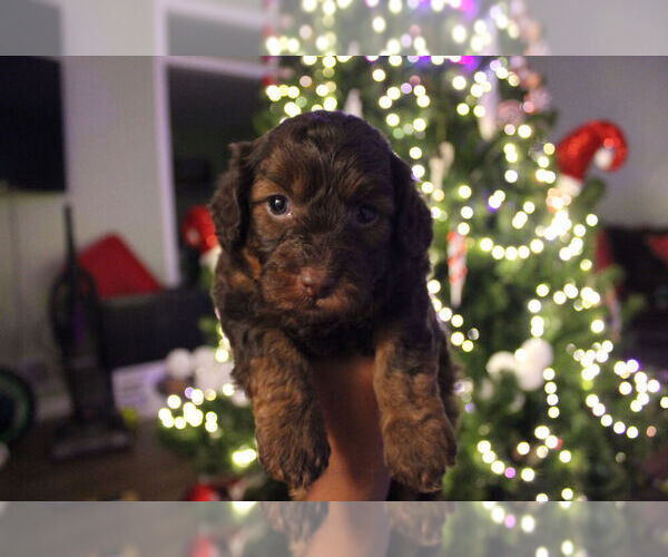 Medium Photo #1 Poovanese Puppy For Sale in LOUISVILLE, KY, USA