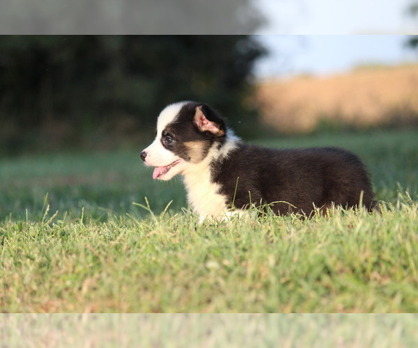 Medium Photo #3 Pembroke Welsh Corgi Puppy For Sale in FORT MADISON, IA, USA