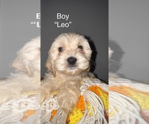 Medium Cockapoo (Miniature)