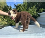 Small #3 Australian Shepherd