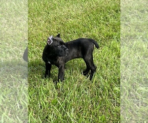 Cane Corso Puppy for sale in SAINT HENRY, OH, USA