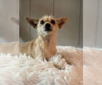 Small Chihuahua Mix