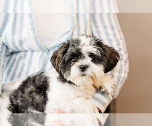 Shih Tzu Dogs for adoption in St. Louis Park, MN, USA
