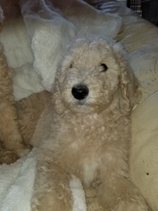 Poodle (Standard) Puppy for sale in INDEPENDENCE, MO, USA