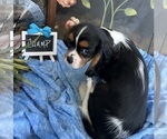 Small #7 Cavalier King Charles Spaniel