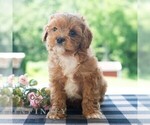 Small #4 Cavapoo (Miniature)