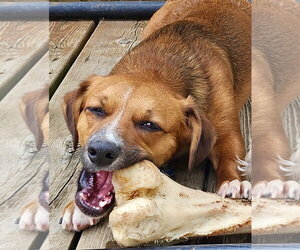 Walter - Male Dachshund-Unknown Mix Dog for Adoption - Photo #2