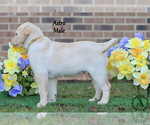 Small Photo #10 Labrador Retriever Puppy For Sale in BRIDGEWATER, VA, USA