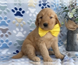 Goldendoodle Puppy for sale in LANCASTER, PA, USA