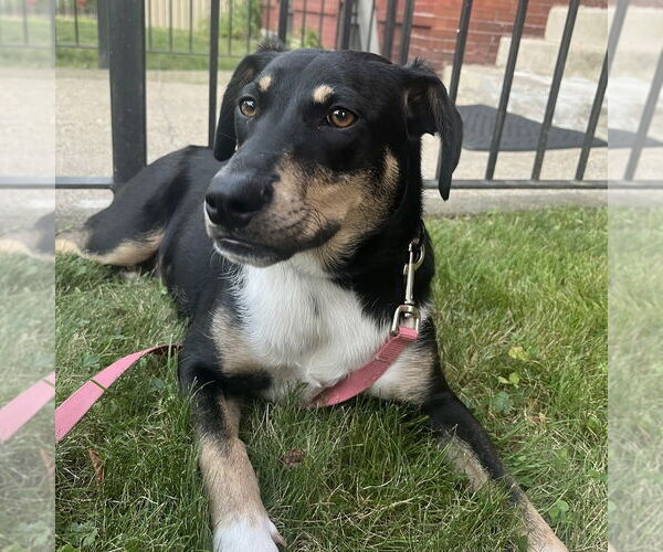 Medium Photo #7 Mutt Puppy For Sale in Boston, MA, USA