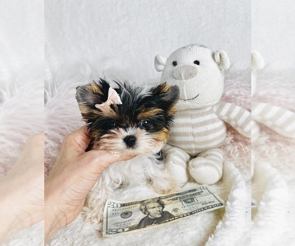 Medium Photo #1 Yorkshire Terrier Puppy For Sale in THONOTOSASSA, FL, USA