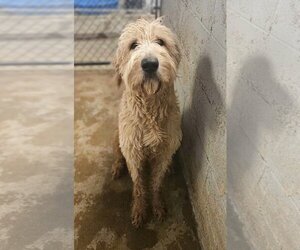 Goldendoodle Dogs for adoption in El Centro, CA, USA