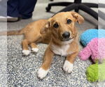 Small #2 Pembroke Welsh Corgi-Spaniel Mix