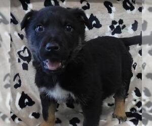 Mutt Dogs for adoption in Thief River Falls, MN, USA