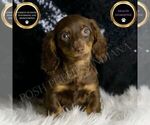 Puppy Heidi Dachshund