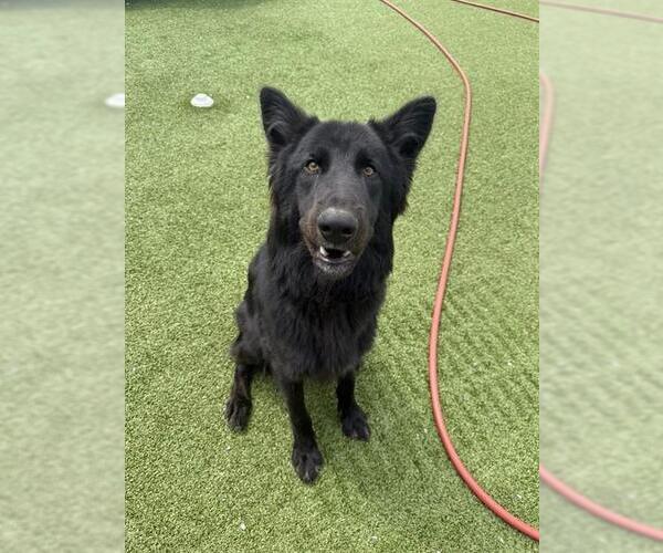 Medium Photo #1 German Shepherd Dog-Unknown Mix Puppy For Sale in Fayetteville, NC, USA