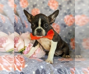 Boston Terrier Puppy for sale in NARVON, PA, USA