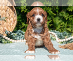 Small #2 Cavapoo