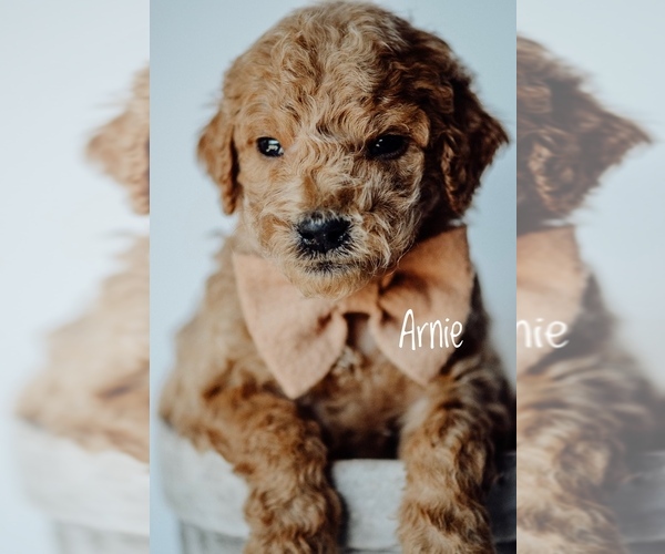 Medium Photo #8 Goldendoodle Puppy For Sale in MOUNTAIN HOME, ID, USA