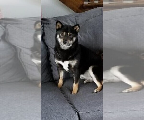 Medium Photo #1 Shiba Inu Puppy For Sale in HUNTINGTON, IN, USA