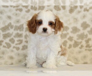 Cavapoo Puppy for sale in DENVER, PA, USA