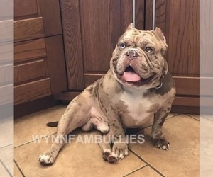 Father of the American Bully puppies born on 10/01/2019