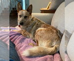 Small #3 Mutt