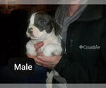 Small Photo #8 American Bully Puppy For Sale in MOTLEY, MN, USA