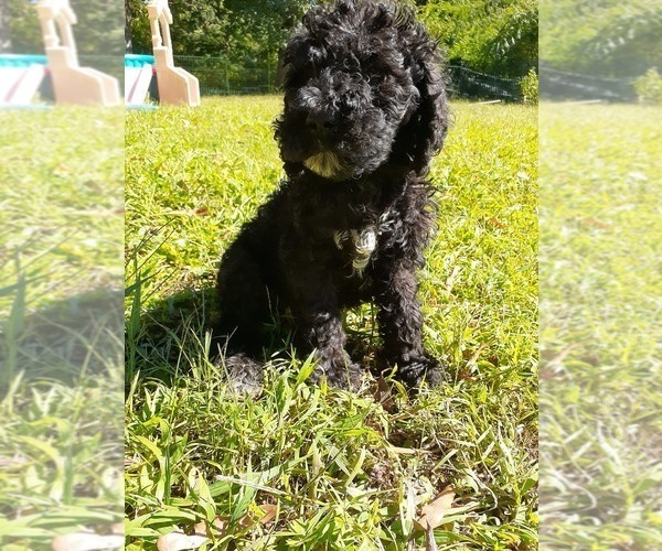 Medium Photo #1 Poodle (Standard) Puppy For Sale in HENDERSON, NC, USA