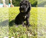 Small Photo #1 Poodle (Standard) Puppy For Sale in HENDERSON, NC, USA