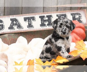 Labradoodle-Labrador Retriever Mix Puppy for sale in FREDERICKSBG, OH, USA